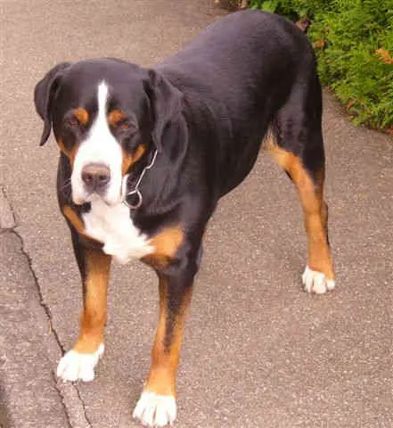 Grand bouvier suisse