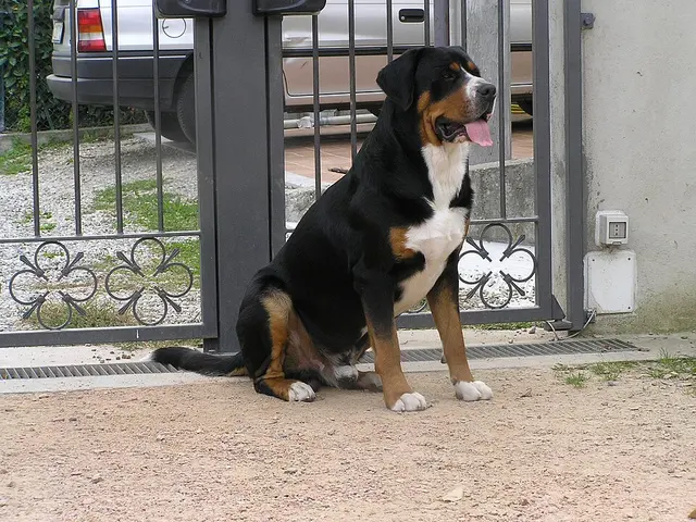 Grand bouvier suisse