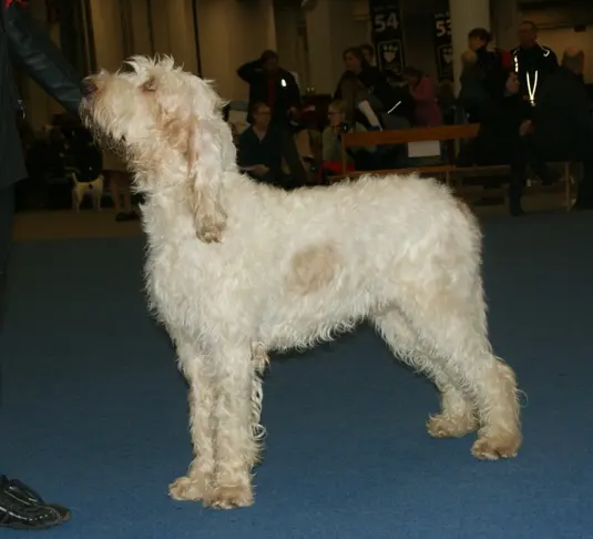 Grand griffon vendéen