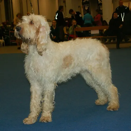 Grand griffon vendéen