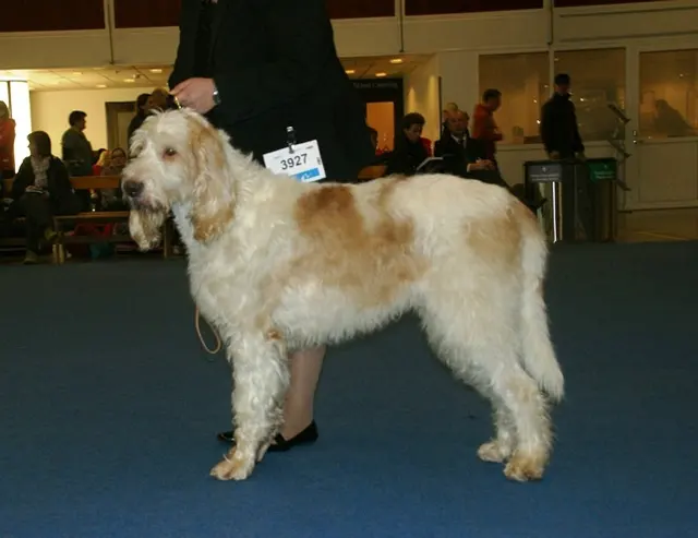 Grand griffon vendéen