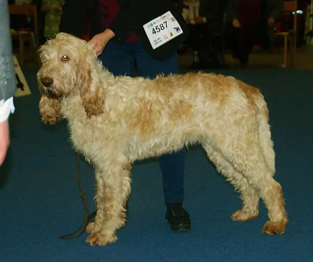 Grand griffon vendéen