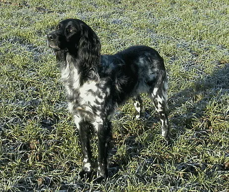 Grand Münsterländer