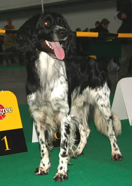Grand Münsterländer
