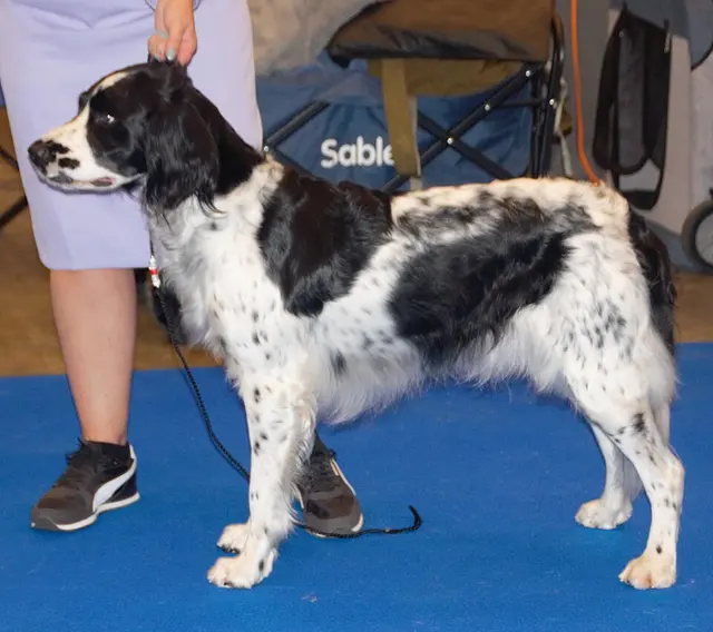 Grand Münsterländer