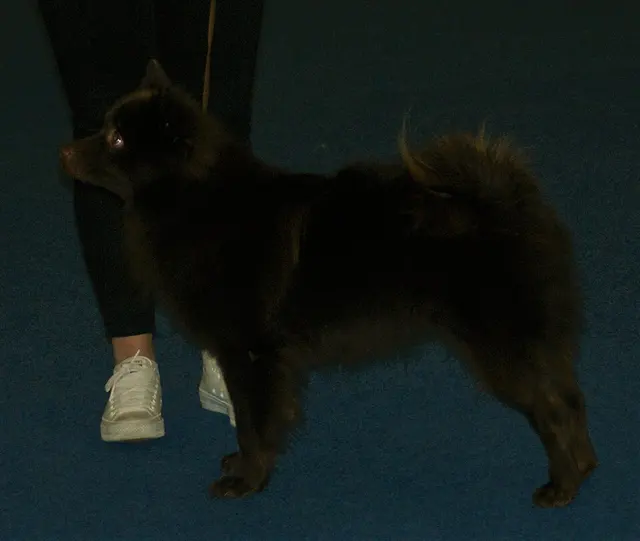 Grand spitz