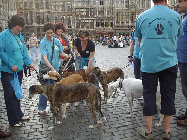 Greyhound
