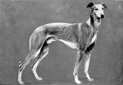 Greyhound