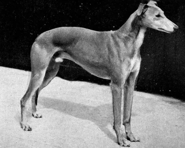 Greyhound