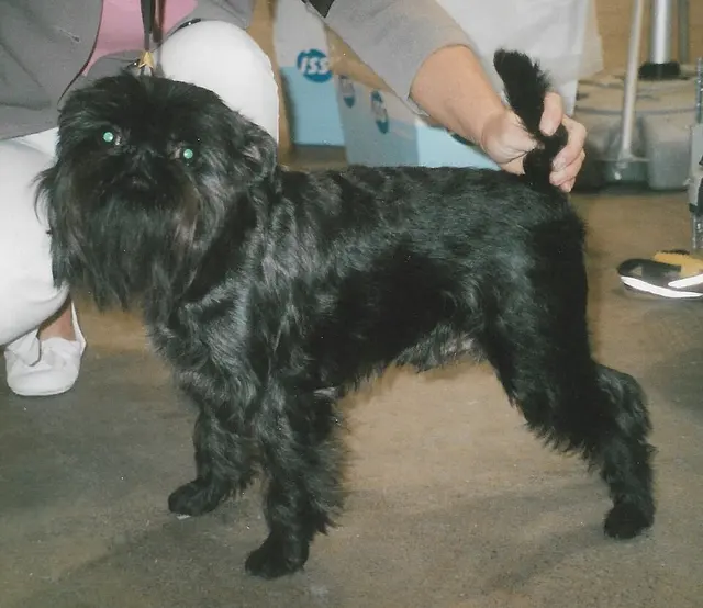 Griffon bruxellois