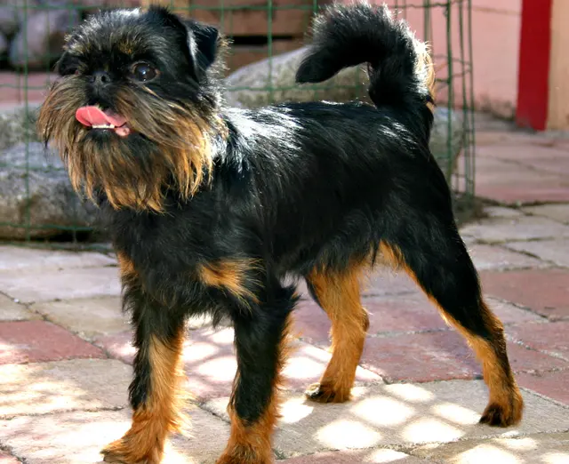 Griffon bruxellois
