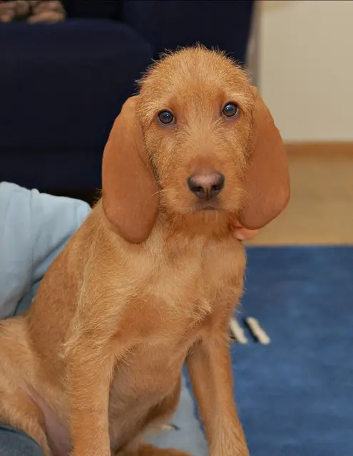 Griffon Fauve de Bretagne