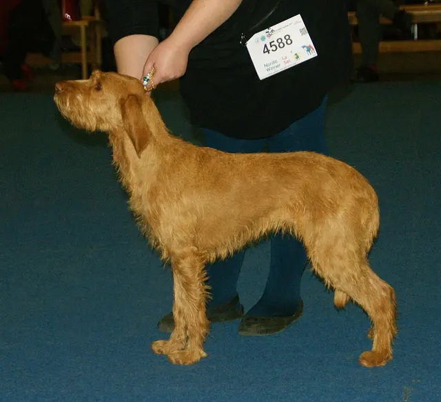 Griffon Fauve de Bretagne