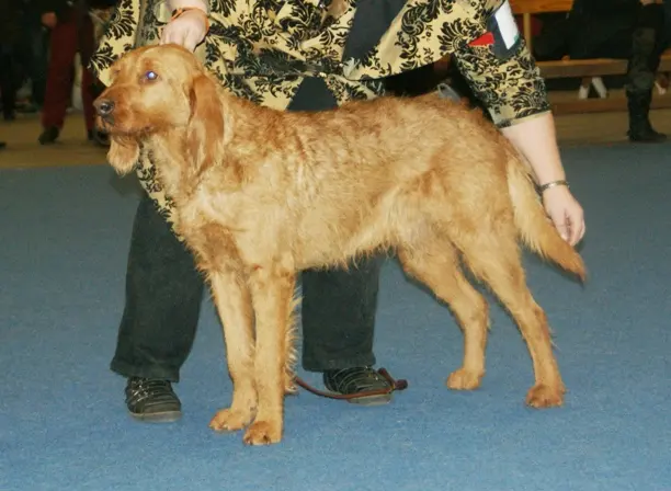 Griffon Fauve de Bretagne