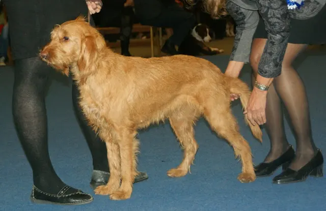 Griffon Fauve de Bretagne
