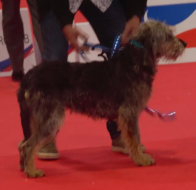 Griffon nivernais