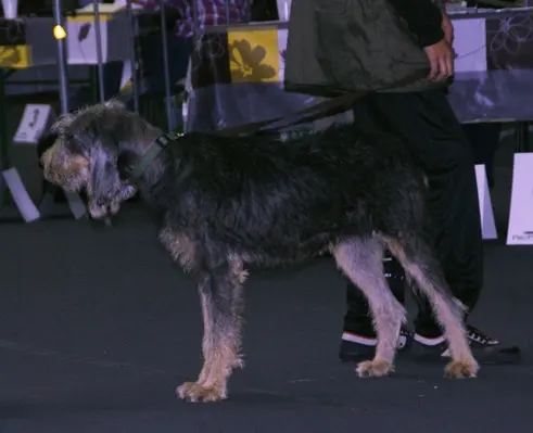 Griffon nivernais