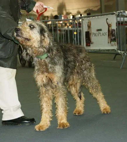 Griffon nivernais