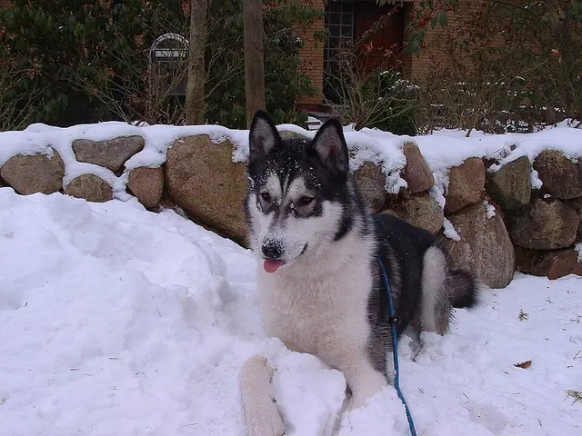 Husky sibérien