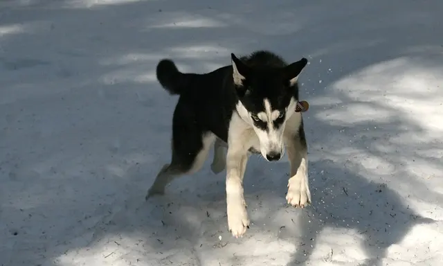 Husky sibérien