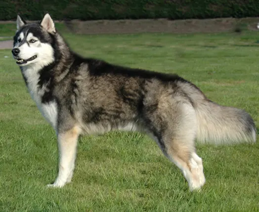 Husky sibérien
