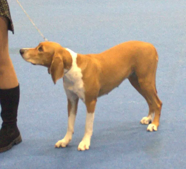 Hygenhund