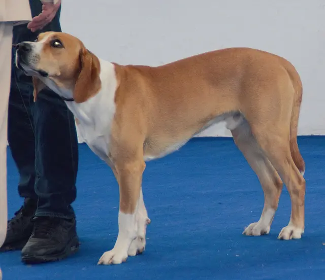Hygenhund