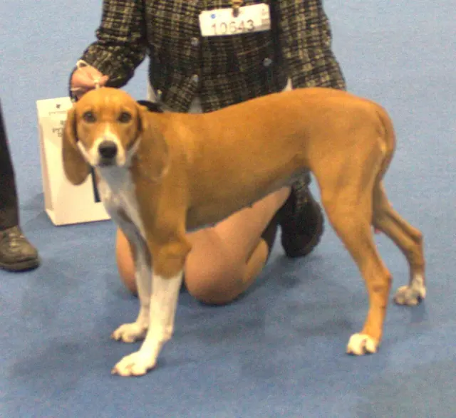 Hygenhund