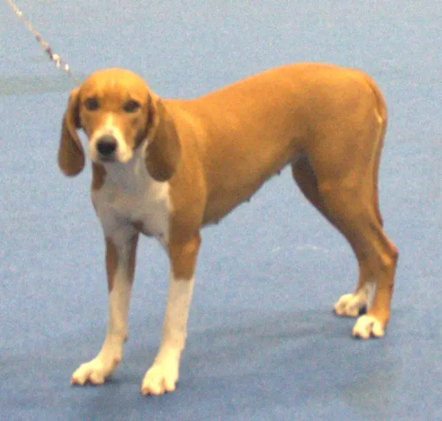 Hygenhund