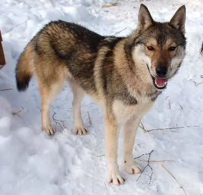 Inuit du Nord