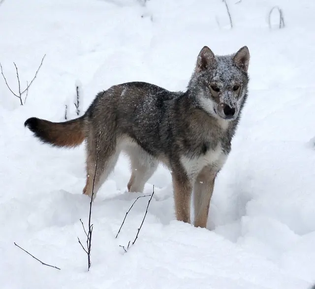 Inuit du Nord