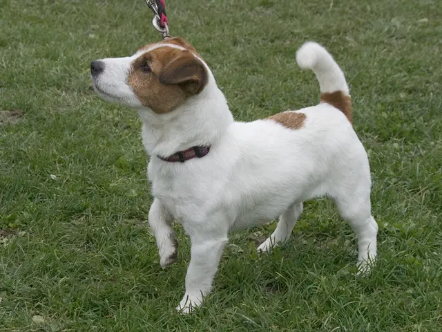 Jack Russell