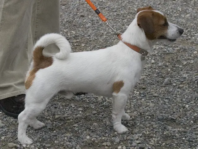 Jack Russell