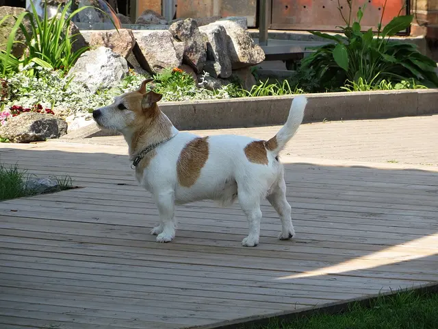 Jack Russell