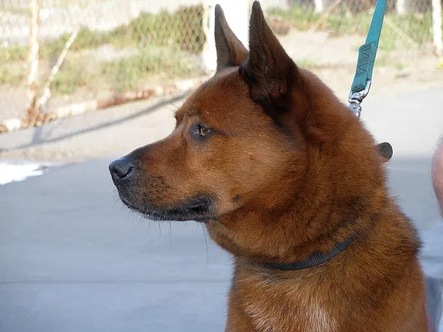 Jindo coréen