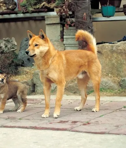 Jindo coréen