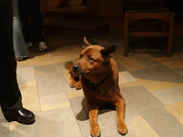 Jindo coréen