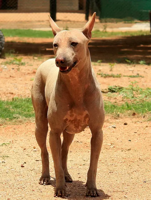 Jonangi