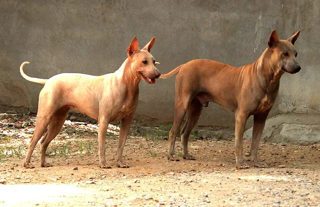 Jonangi