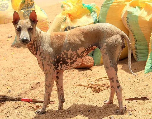 Jonangi