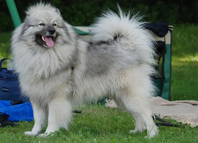 Keeshond