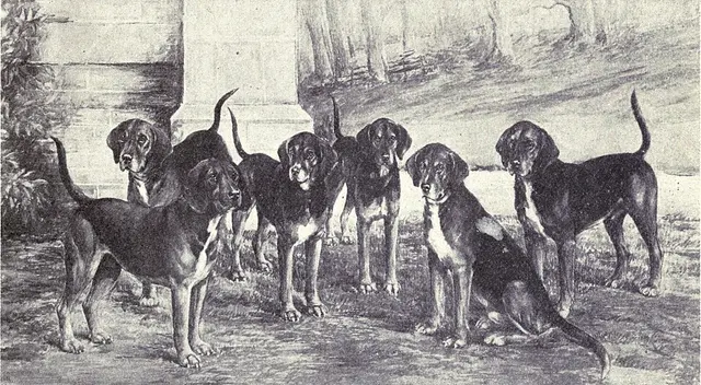 Kerry beagle