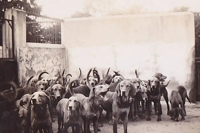 Kerry beagle