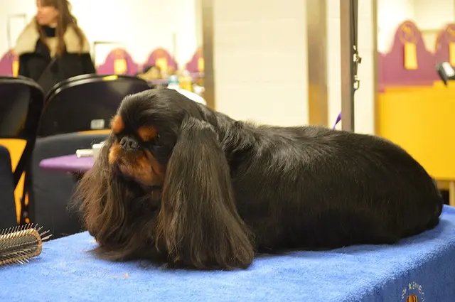 King Charles Spaniel