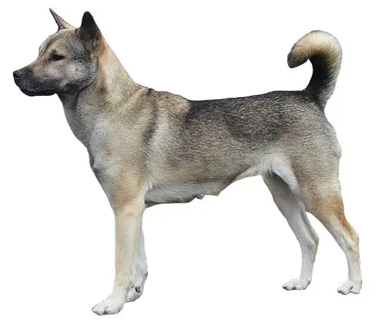 Kishu