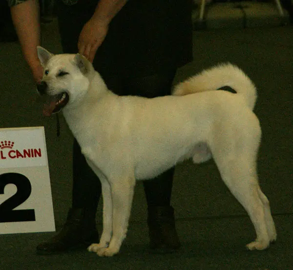 Kishu