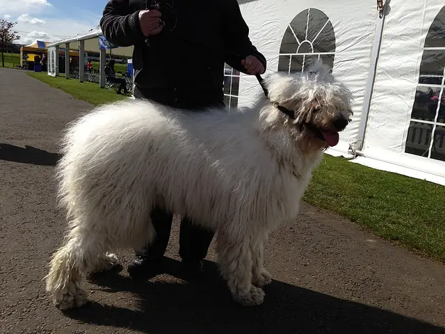 Komondor