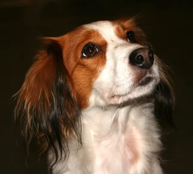 Kooikerhondje