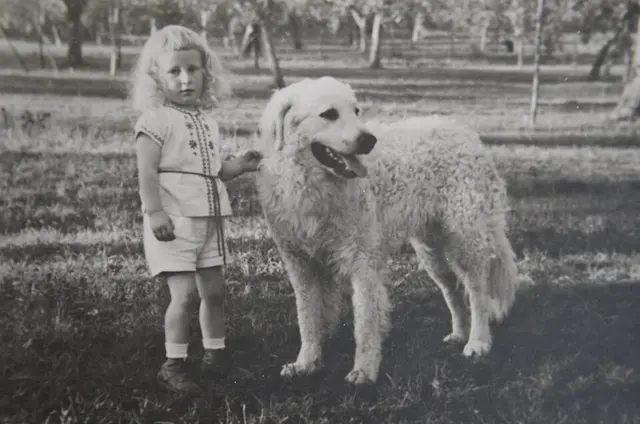 Kuvasz