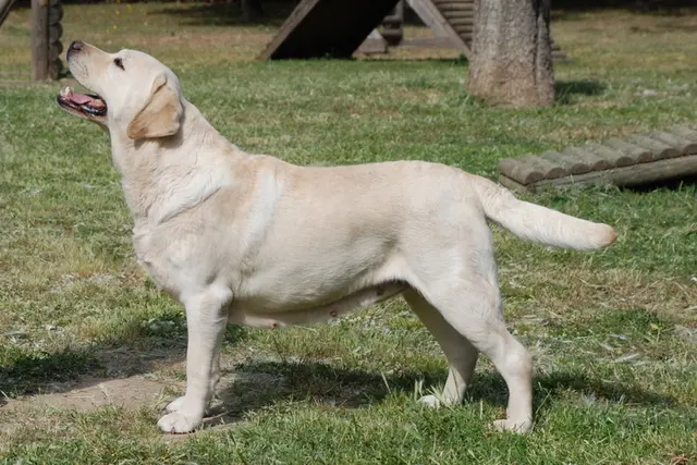 Labrador retriever